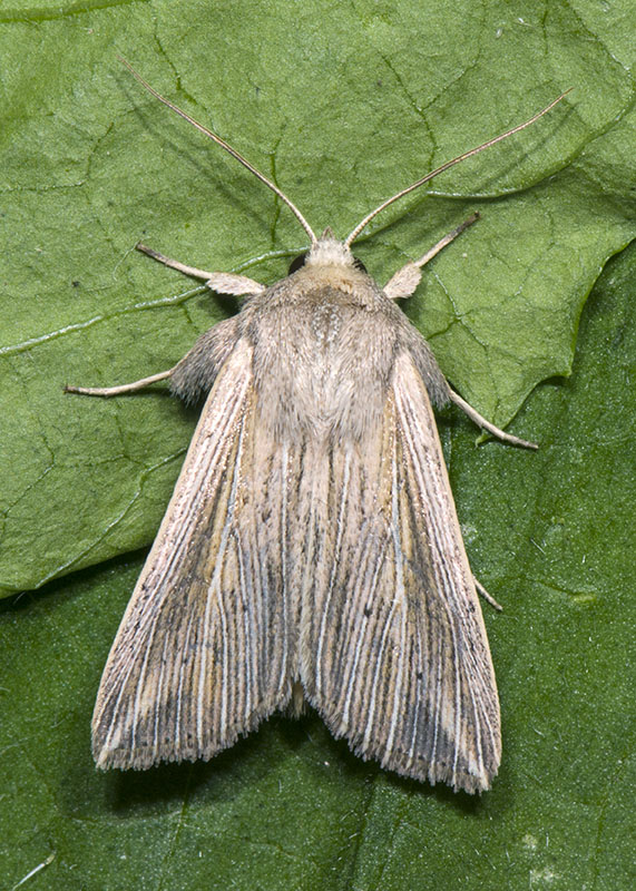 Mythimna (Anapoma) riparia ? S !